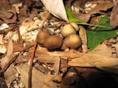 Psilocybe ovoideocystidiata