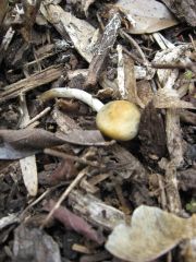 Psilocybe ovoideocystidiata