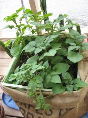 Purple Peruvian Fingerling Potato