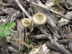 Psilocybe ovoideocystidiata