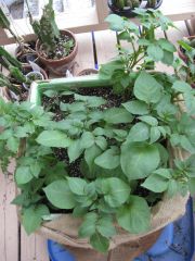 Purple Peruvian Fingerling Potato