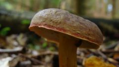 bolete