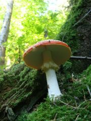 amanita