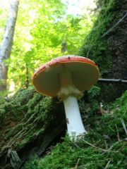 More information about "amanita"