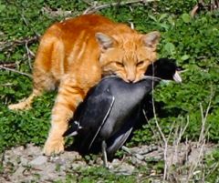 Cat with AmCoot Debi Shearwater