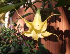 brugmansia aurea X unknown