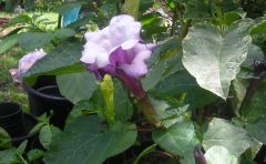 triple purple datura