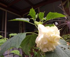 datura metel ''alba''