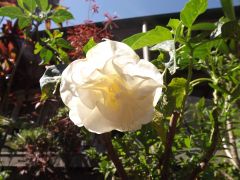 datura metel alba [triple white]