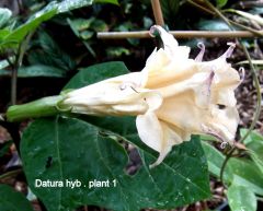 bullits hybrid datura        tripple white  x  double purple