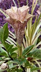 datura ''Wondrous Bella''