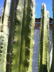 Close up of  T.bridgesii " alko "