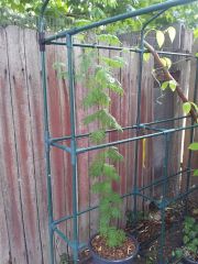 mimosa greenhouse grow
