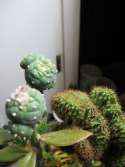 More information about "IMG 5031"