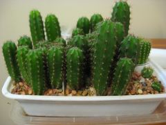 More information about "IMG 5195"