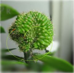 More information about "cactapillar"