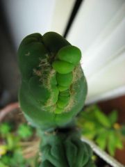 Cactus Porn