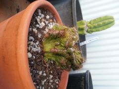 More information about "20130220 194418 2"