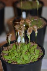 pterostylis tenuicauda