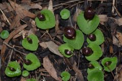 corybas fimbriatus