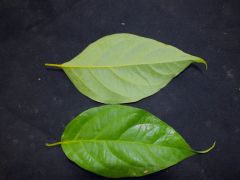 Banisteriopsis caapi "Ceilo" Leaves