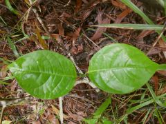 Banisteriopsis caapi "SAB Black" Leaves