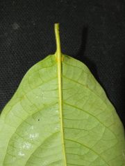Banisteriopsis caapi "SAB Black" Nectaries
