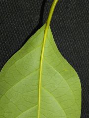 Banisteriopsis caapi "Cascabel / Caupuri"
