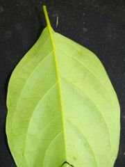 Banisteriopsis caapi "Ceilo" Nectaries