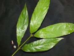 Possible Australian Psychotria.spp leaves1
