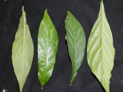 Possible Australian Psychotria.spp Compared to Psychotria viridis "Amiruca"