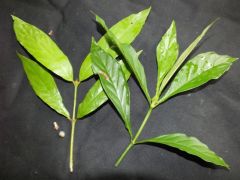 Possible Australian Psychotria.spp Compared to Psychotria viridis "Amiruca"