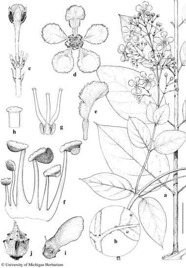 Malpighiaceae Thread Images