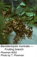 Banisteriopsis Muricata