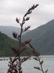 Marlborough sound December 07 055
