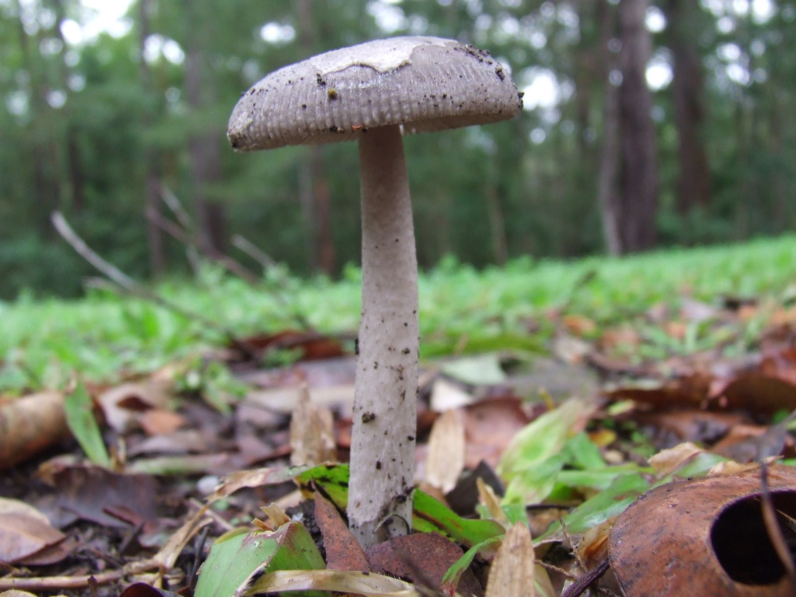 Mushrooms Sunshine Coast QLD