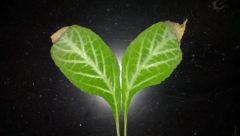 More information about "Great Sage"