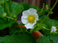 Strawberry flower (Fragaria × ananassa)