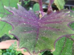 Solanum quitoense leaf (Naranjilla)