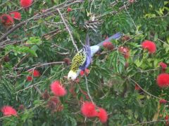 Pale-headed Rosella (Platycercus adscitus)