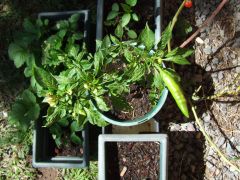 New leaves curling, ají limon (Capsicum baccatum). Too strong fertiliser?