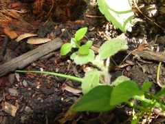 Kitty seedling sown at the same time but in compost/coir/potting mix medium (with heaps of other plants)