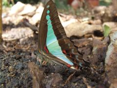 Blue triangle butterfly