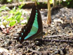 Blue triangle butterfly