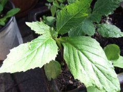 More information about "ID Needed, looks like weed that grows nearby but smell very fragrant."