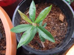 Heimia salicifolia - ID'd  by Prioitise