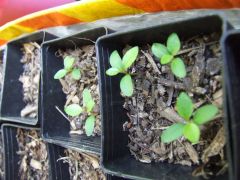 seedlings