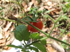 Tomato grows a nose