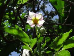 Potato flower (Solanum tuberosum)