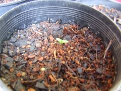 Sceletium varians seedling